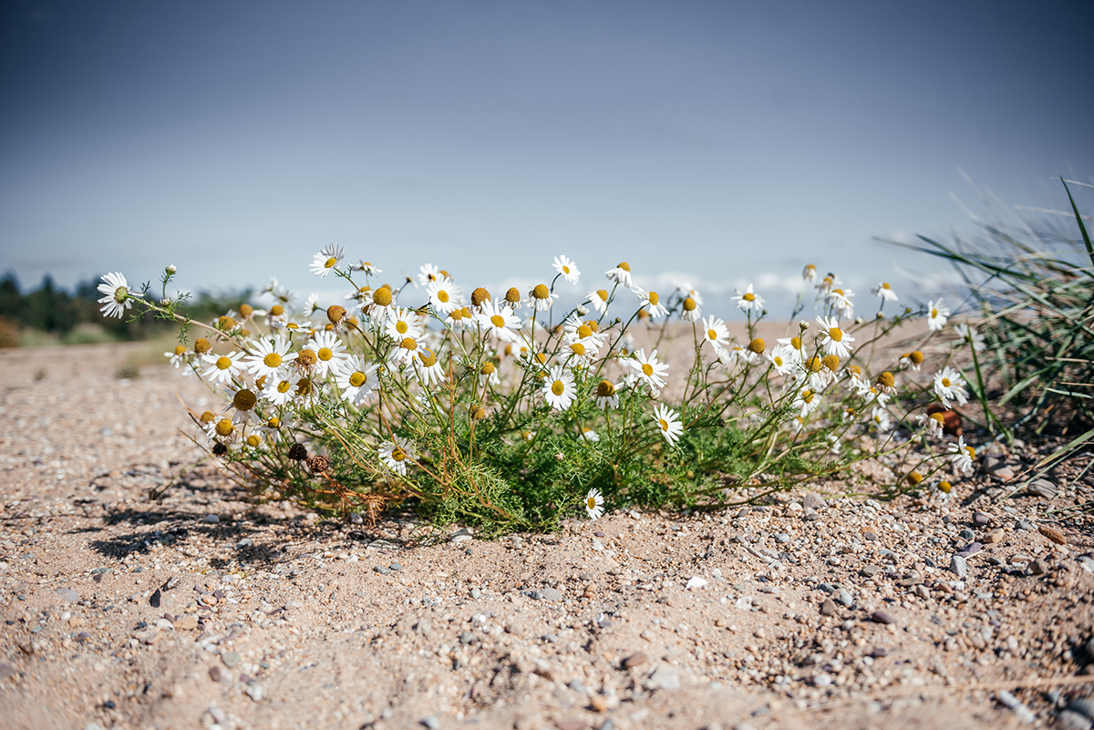Exploring the Isle of Arran: Ferry, Castles, and Coastal Beauty photo 4
