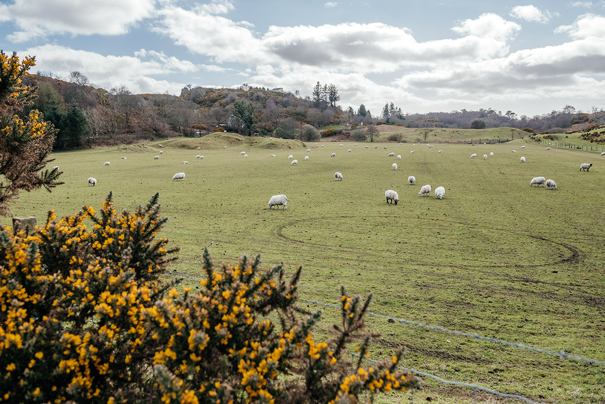 A Day Trip to Oban: Scotland’s Coastal Gem by Rail photo 2