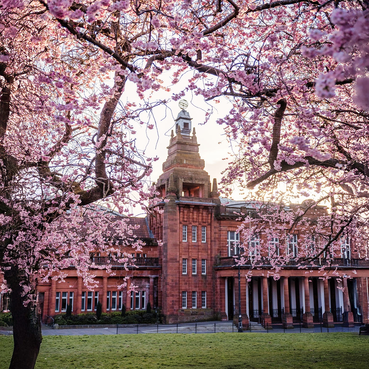 Cherry blossom in Glasgow in spring at peak bloom