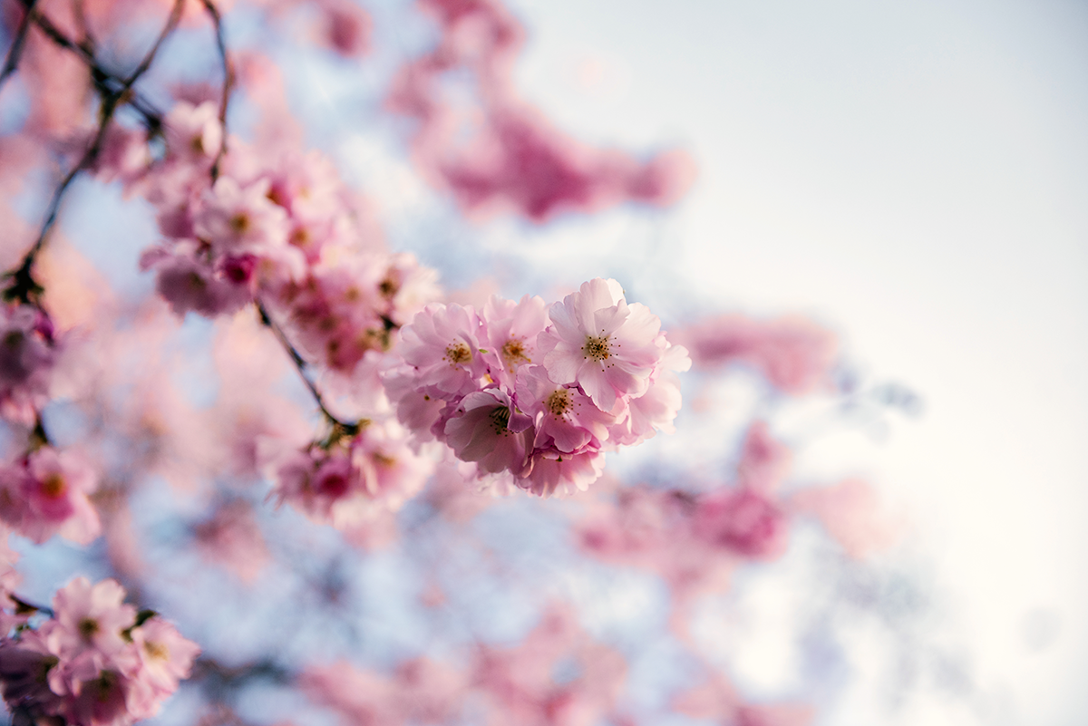 Cherry blossom branches in Glasgow against soft spring light