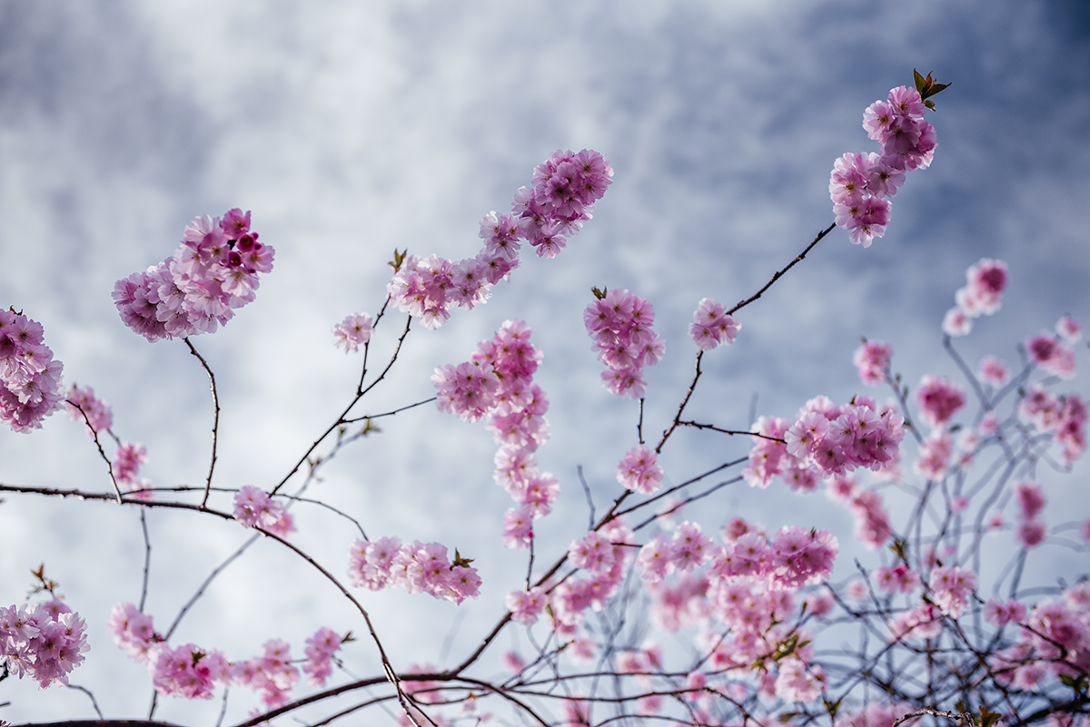Pink sakura blossoms filling the frame during spring in Glasgow