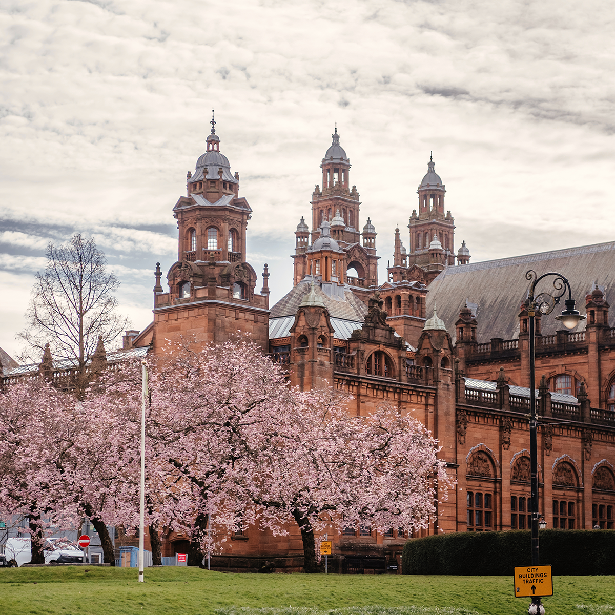 Close-up of cherry blossom in Glasgow with shallow depth of field
