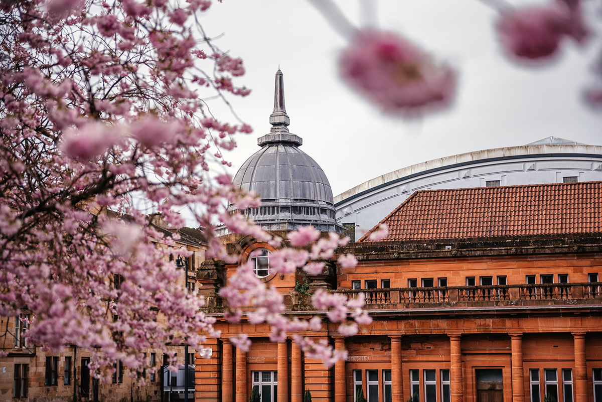 Spring blossom in Glasgow creating a soft pink canopy over a path