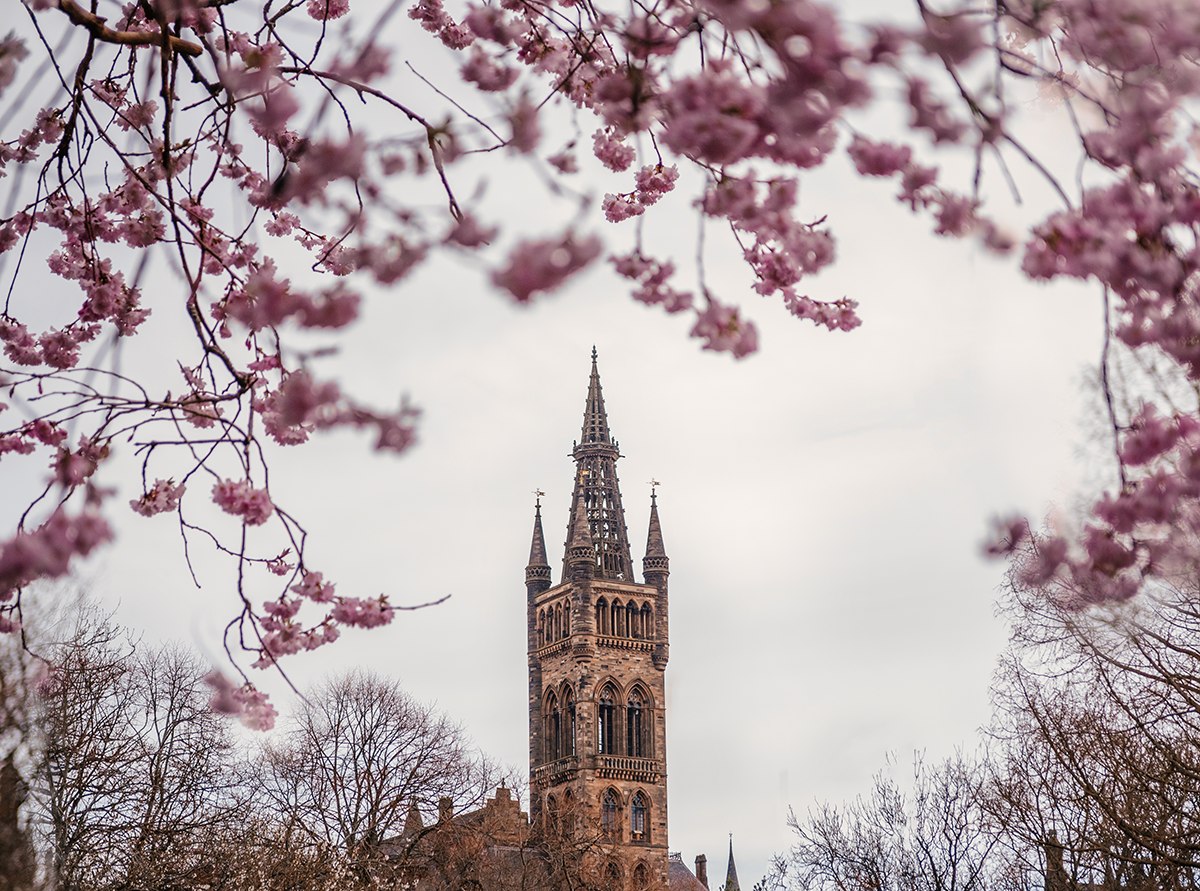 University of Glasgow tower framed by sakura branches in Kelvingrove Park