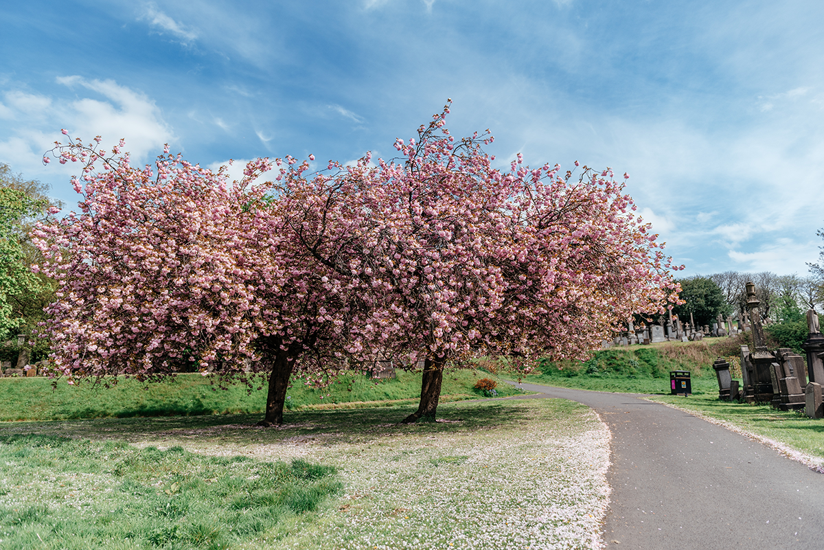 Cherry blossom trees beside a path at Glasgow Necropolis in spring