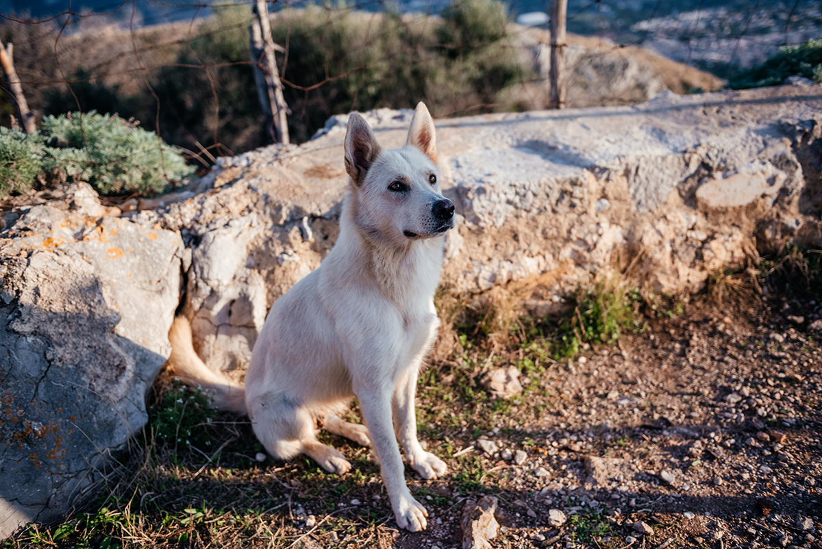 Light-colored dog near the Semaforo Borbonico on Monte Gallo, likely Luna