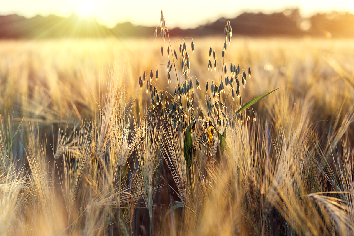 Golden wheat field at sunset in Ukraine with warm sunlight and soft focus.
